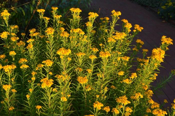 Tagetes lucida 