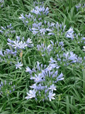 Agapanthus orientalis (Agapanthus, Peter Pan)