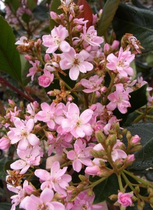 Raphiolepis indica (Hawthorn, Rosalinda)