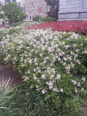 Raphiolepis indica (Hawthorn, Snow White)