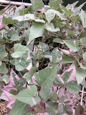 Ipomoea tricolor (Potato (Sweet), Variegated)