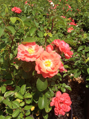 Rosa x (Rose, Coral Drift®)