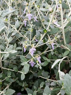 Teucrium fruticans (Germander, Bush)