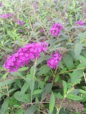 Buddelia davidii (Butterfly Bush 'Black Knight')