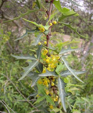 Berberis trifoliolata (Agarita, Texas)