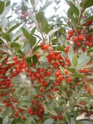 Ilex vomitoria (Holly, Native Yaupon (Pyramid))