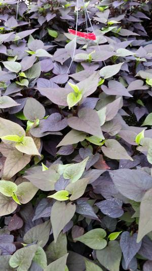 Ipomoea batatas (Sweet Potato, Black Heart)