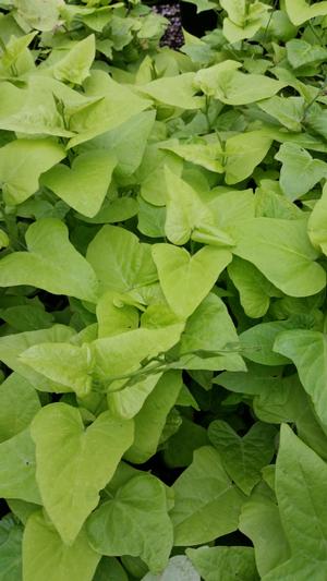 Ipomoea batatas (Sweet Potato, Marguerite)