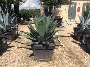 Agave salmiana (Agave, Giant)