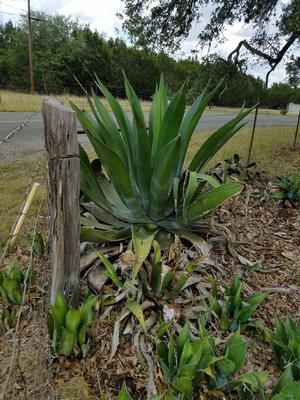 Agave salmiana (Agave, Ferox)