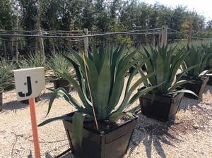 Agave weberi (Agave, weberi)