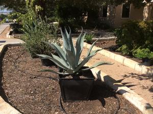 Agave americana (Agave, Century Plant)