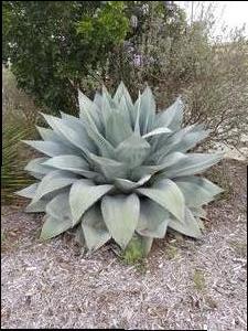 Agave ovatifolia (Agave, Whale's Tongue)