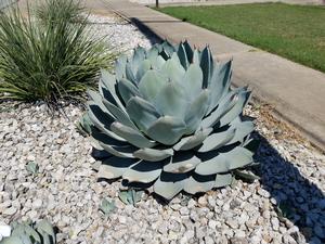 Agave truncata (Agave, Artichoke)