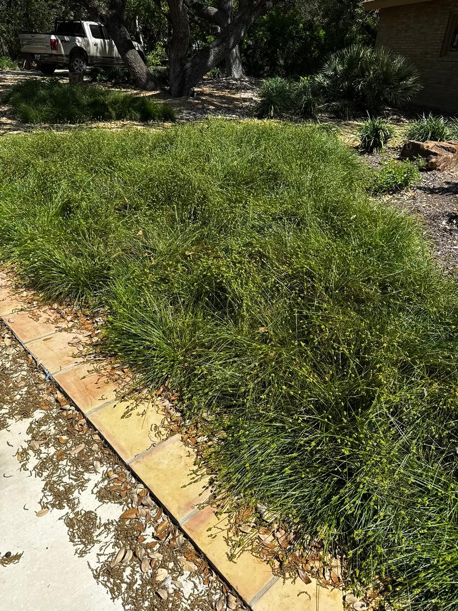 Carex texensis 