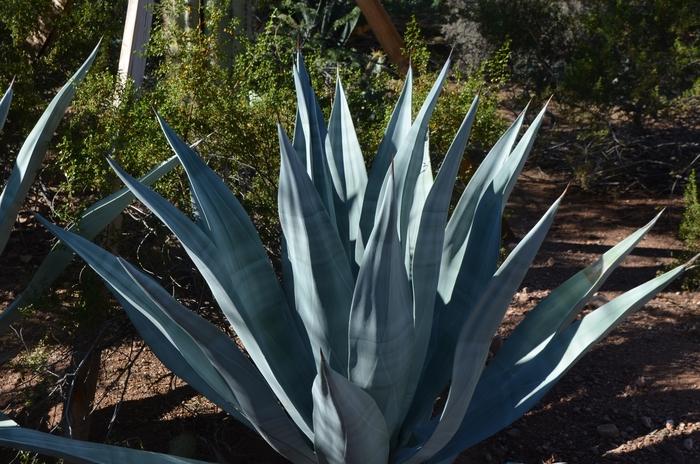 Agave weberi X
