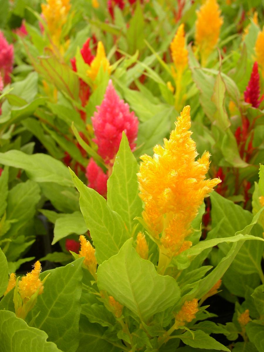 Celosia argentea 