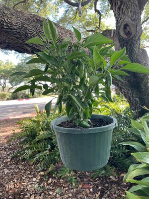 Capsicum annuum (Pot-a-peno Jalapeno Pepper)