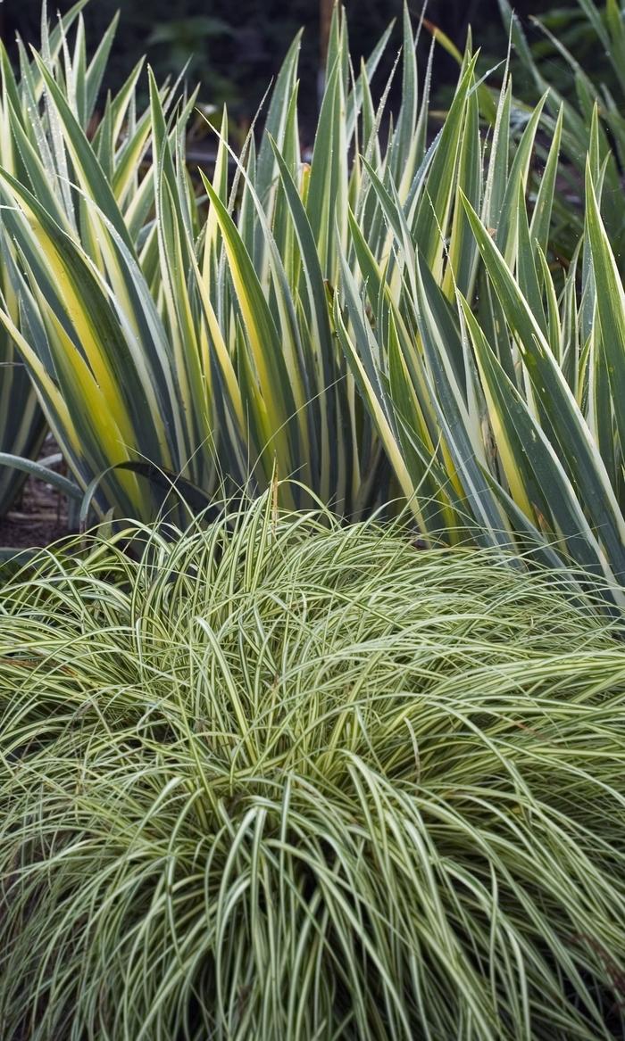 Carex hachijoensis 