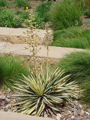 Yucca filamentosa (Yucca, Adam's Needle Leaf (Variegated))