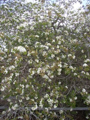 Bauhinia lunarioides (Anacacho Orchid Tree)