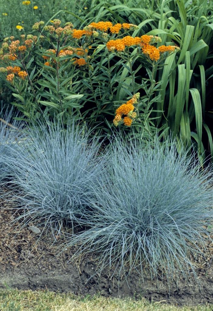 Festuca glauca Elijah Blue