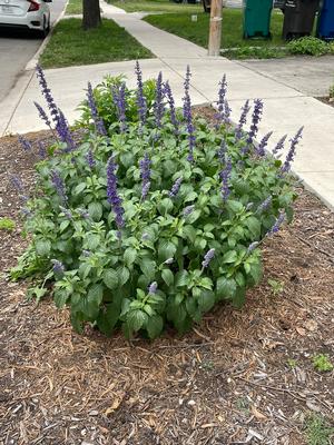 Salvia longispicata x farinacea (Salvia Mystic Spires)