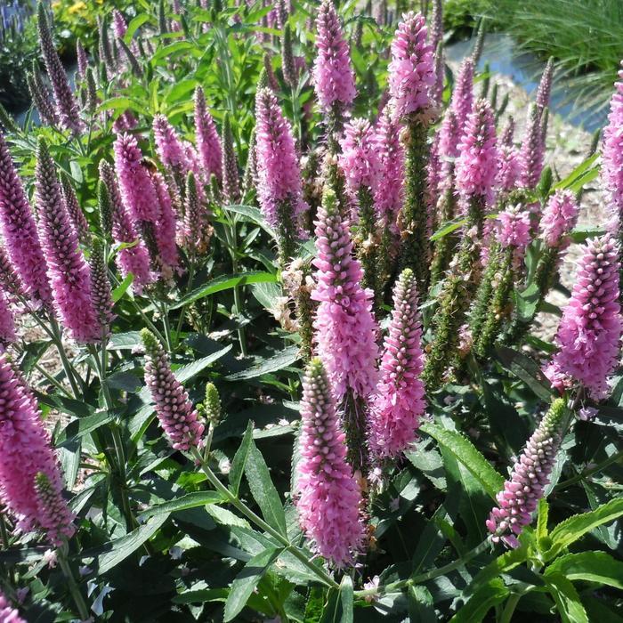 Veronica longifolia Skyward Pink