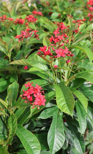 Jatropha integerrima (Spicy Jatropha)