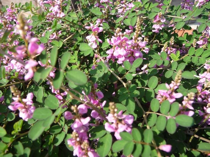 Indigofera tinctoria 