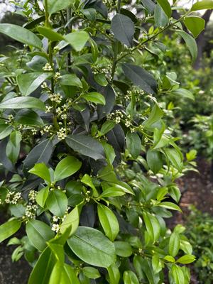Ilex x attenuata (Eagleston Holly)