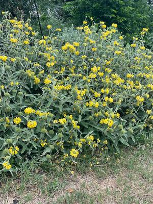 Phlomis fruticosa (Jerusalem Sage)
