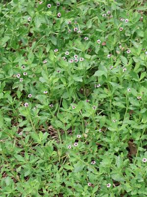 Phyla nodiflora (Frog Fruit)