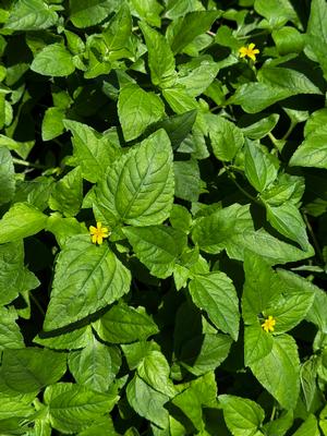 Calyptocarpus vialis (Horseherb)