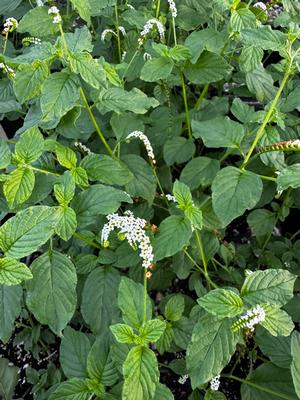 Heliotropium angiospermum (Scorpion Tail)