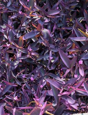 Tradescantia pallida (Purple Heart)