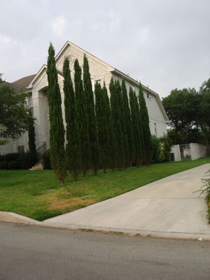 Cupressus sempervirens (Cypress, Italian)