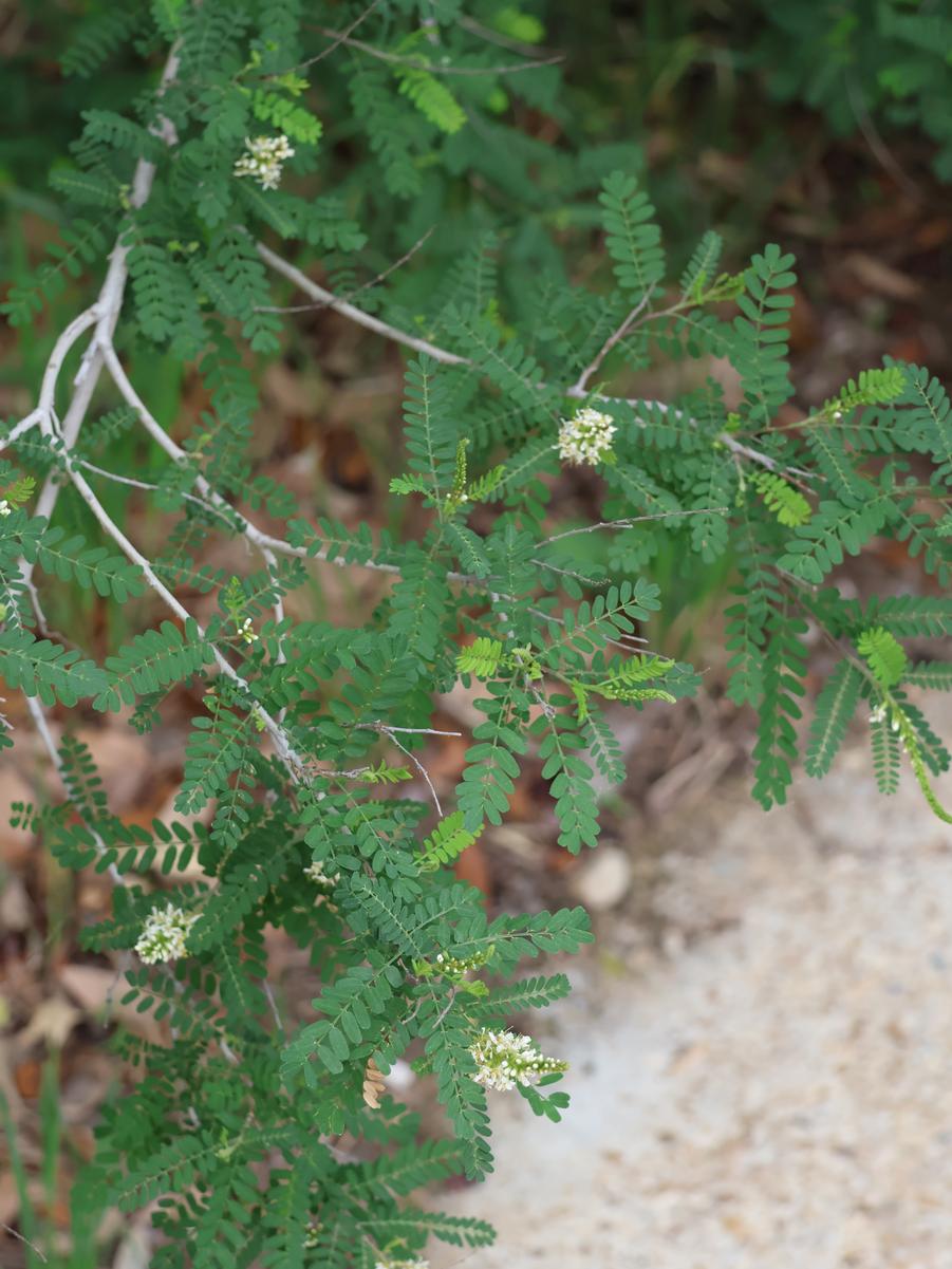 Eysenhardtia texana 