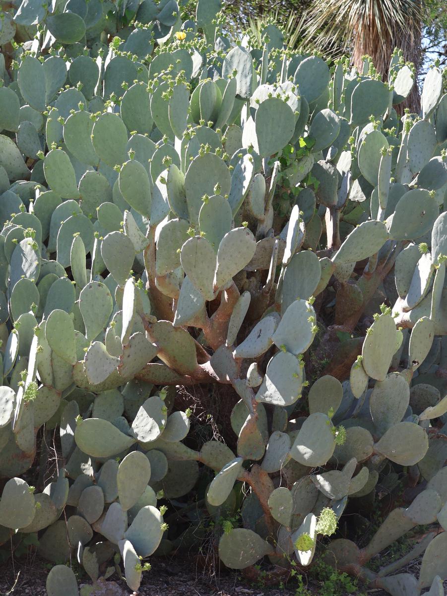 Opuntia ficus-indica 