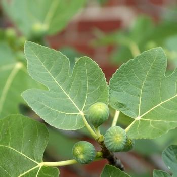 Ficus carica Brown Turkey