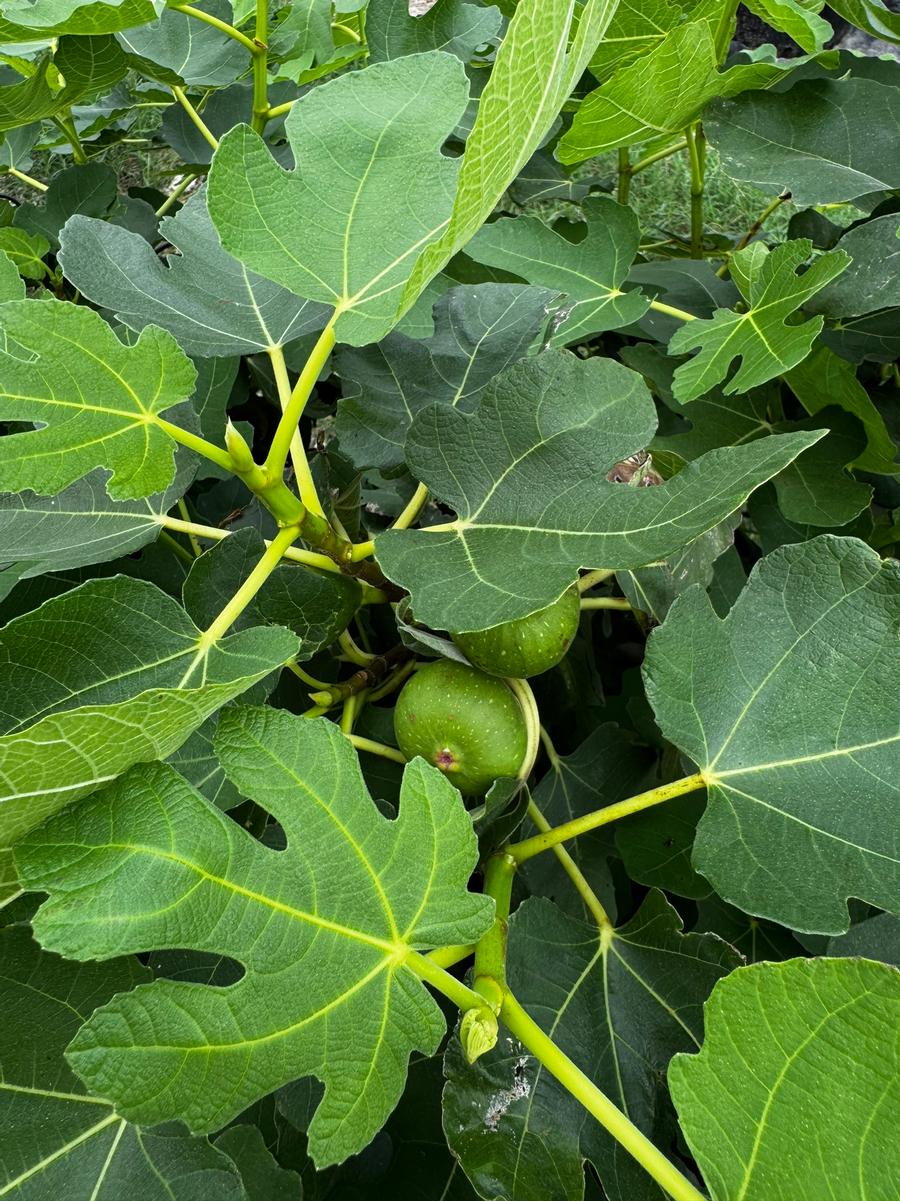 Ficus carica Black Mission