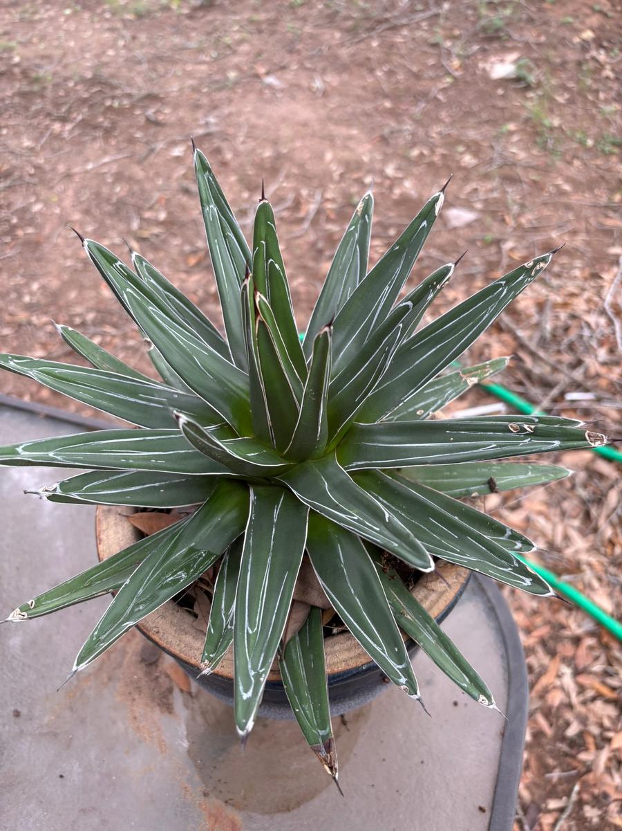 Agave victoriae-reginae 