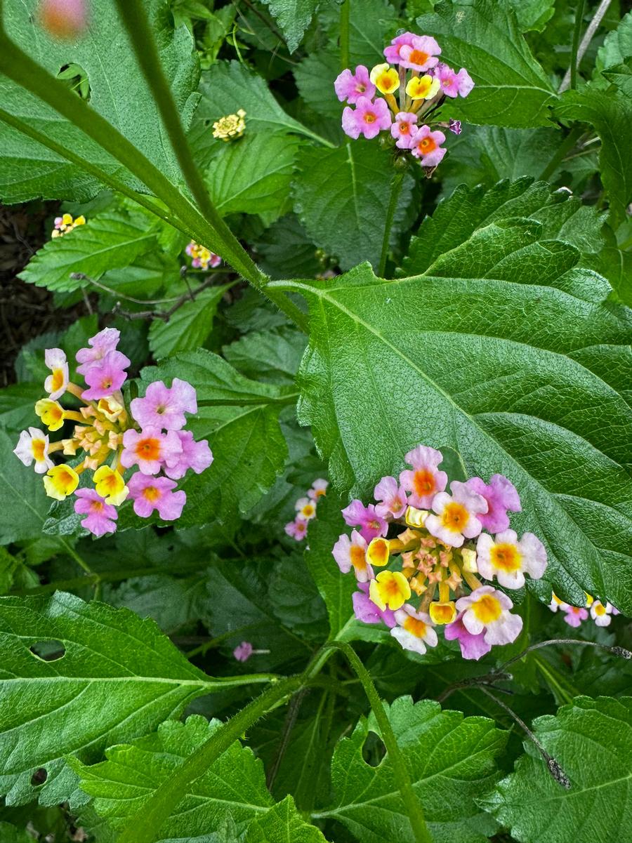 Lantana camara 