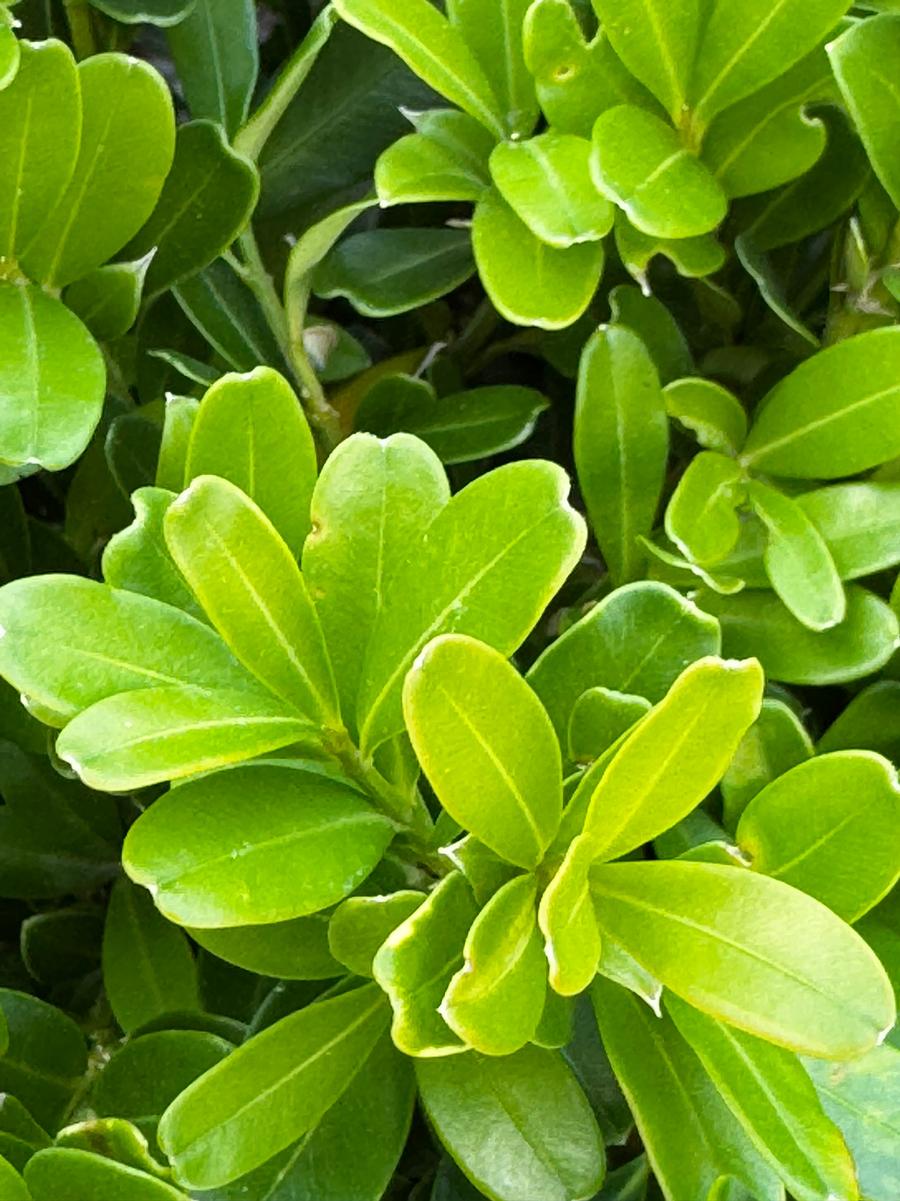 Buxus microphylla Richards