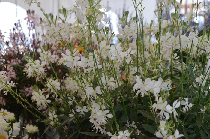 Gaura lindheimeri Sparkle White