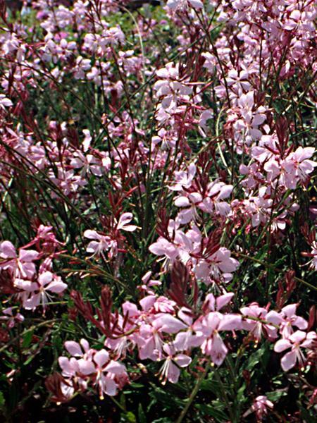 Gaura lindheimeri Belleza Dark Pink