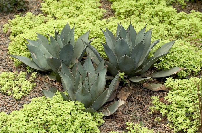 Agave parryi 