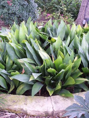 Aspidistra elatior (Aspidistra)