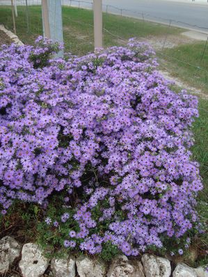 Aster x frikartii (Aster, Fall)