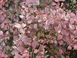 Berberis thunbergii (Barberry, Roseglow)